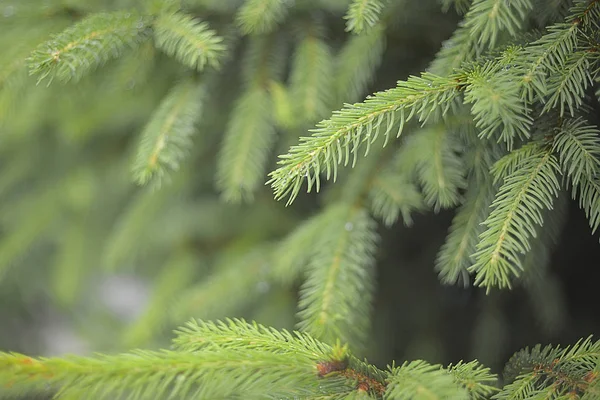 Beautiful evergreen fir tree branches with water drops