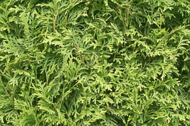 Yeşil sedir ağacı