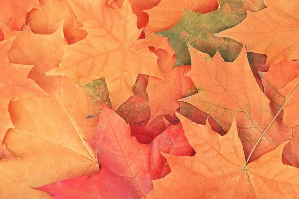 Autumn maple leaves background — Stock Photo, Image
