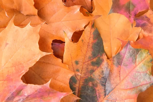 Autunno acero foglie di sfondo — Foto Stock