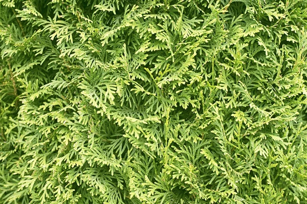Green cedar tree background — Stock Photo, Image