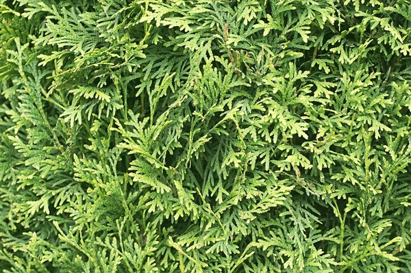 Green cedar tree background — Stock Photo, Image