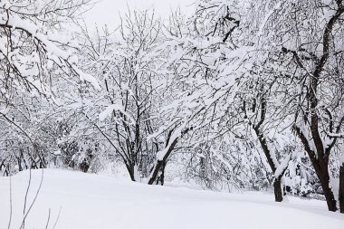 Moskova ormanında kış akşamı