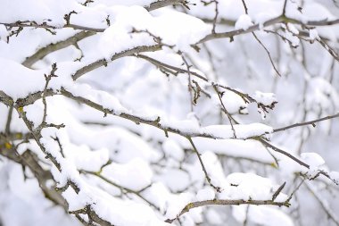 Moskova ormanında kış akşamı