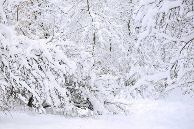 Moskova ormanında kış akşamı