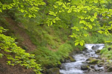 Ukrayna 'daki güzel dağ manzarası