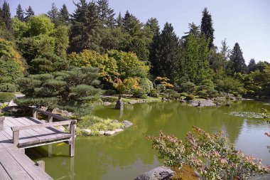 Seattle 'da güzel bir sonbahar Japon bahçesi