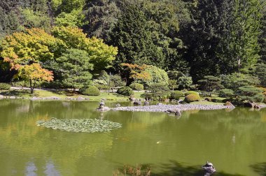 Seattle 'da güzel bir sonbahar Japon bahçesi