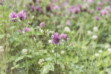 Yoncalı, parlak yeşil yaz çayırı