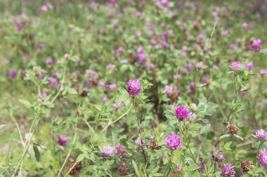 Yoncalı, parlak yeşil yaz çayırı