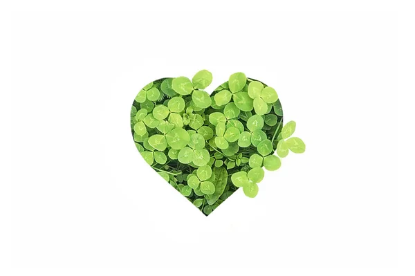 Groene lente klaver in hartvorm — Stockfoto