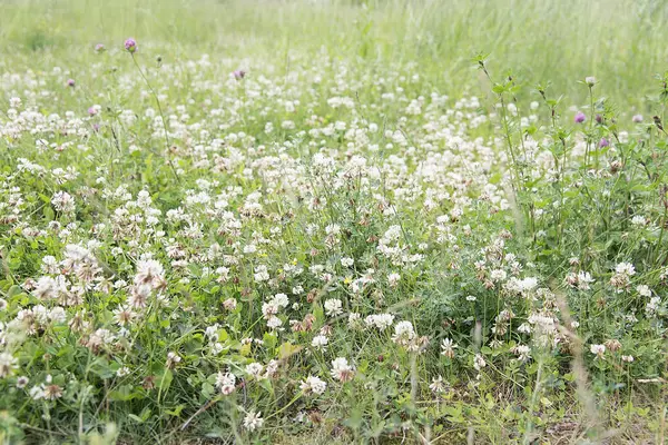 Sommer leuchtend grüne Wiese mit Klee — Stockfoto