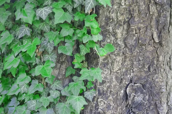 Ivy Vines Lychakivsky Cemetery Lviv Ukraine — 图库照片