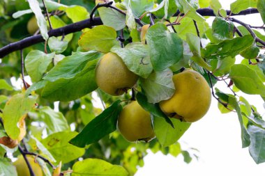 Sonbaharda hasattan önce sarı ayvaları