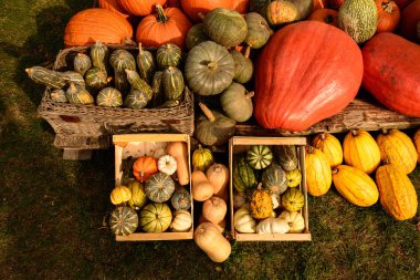 Cadılar Bayramı için kabak hasat