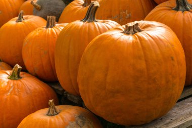 Cadılar Bayramı için kabak hasat