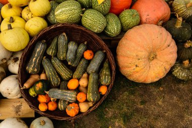 Cadılar Bayramı için kabak hasat