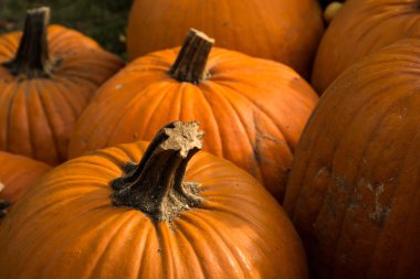 Cadılar Bayramı için kabak hasat