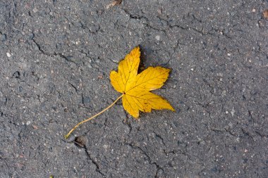 Akçaağaç yaprağı yolda