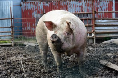 Büyük domuz çiftliği de çamur besili