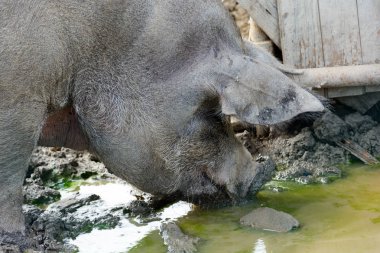 Büyük domuz çiftliği de çamur besili