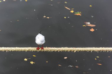 Deniz ip üzerinde martı duran