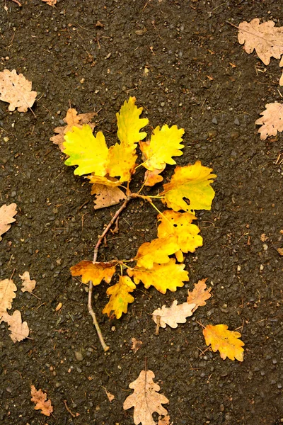 Hojas caídas de otoño en el camino mojado — Foto de Stock