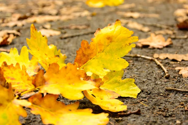 Gefallenes Herbstlaub auf der nassen Straße — Stockfoto