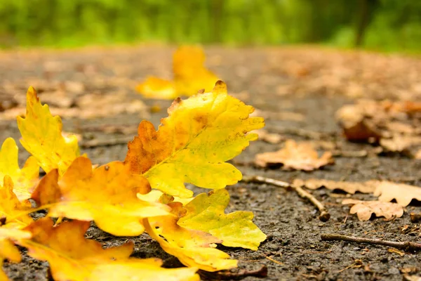 Gefallenes Herbstlaub auf der nassen Straße — Stockfoto