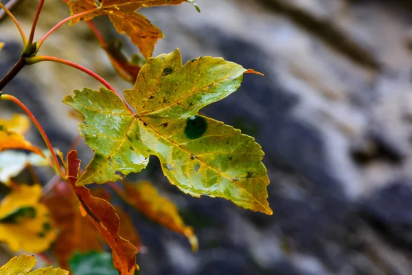 Nass gefärbtes Ahornblatt — Stockfoto