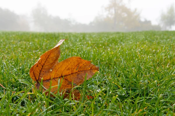 Ahornblatt auf dem Gras — Stockfoto