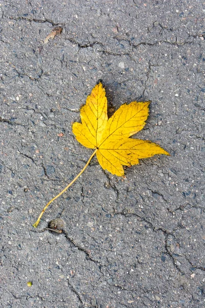 Ahornblatt auf der Straße — Stockfoto