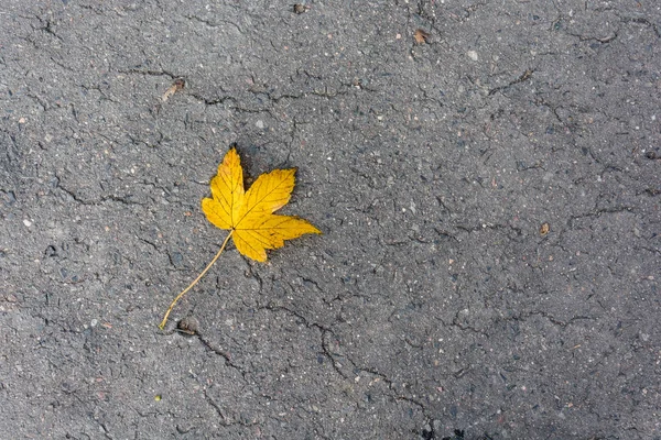 Hoja de arce en el camino — Foto de Stock