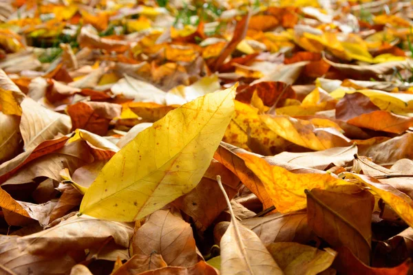 Gefallene bunte Herbstblätter — Stockfoto