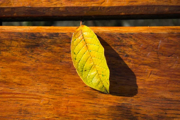 Nasses Laub auf der Bank — Stockfoto