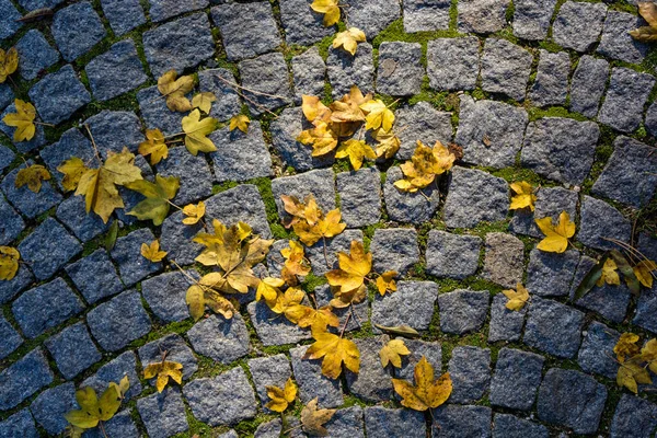 Foglia d'acero sul marciapiede — Foto Stock