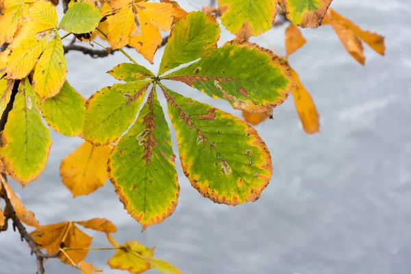 Herbstfarbenes Kastanienblatt am Fluss — Stockfoto