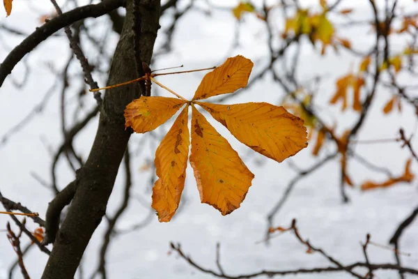 Herbstfarbenes Kastanienblatt am Fluss — Stockfoto