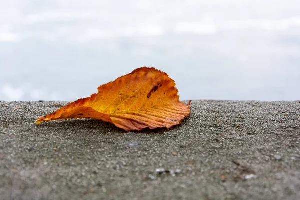 Herbstfarbenes Kastanienblatt auf Stützmauer gefallen — Stockfoto