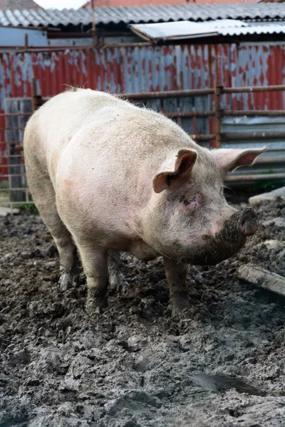 Great fattened pig the mud on the farm — Stock Photo, Image