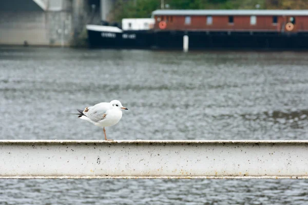 Gaivota em pé em um corrimão perto do rio — Fotografia de Stock