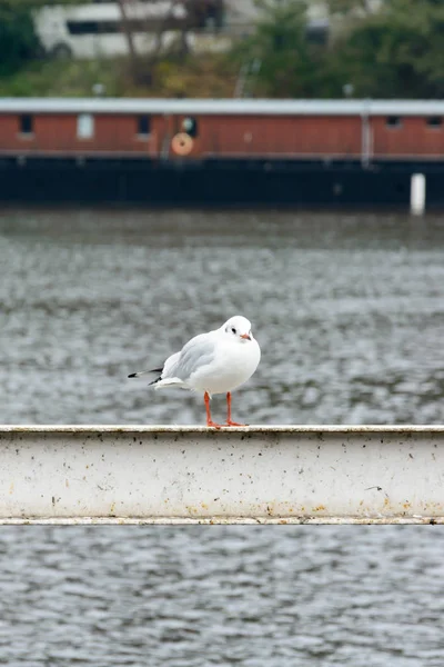 Seagull standing on a railing near the river — Stock Photo, Image