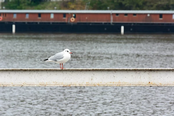 Seagull standing on a railing near the river — Stock Photo, Image