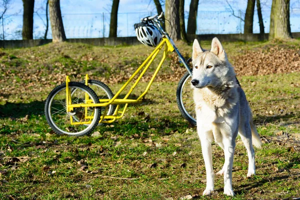 Siberian dış yapraklar yarış için bekliyor. Köpek Sledding. Köpek köpek spor bir hayat.