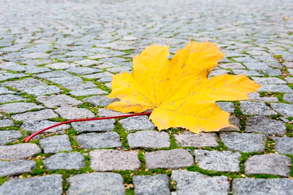道路のタイルに黄色のカエデの葉 — ストック写真