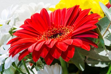 Güzel bir buket çok renkli çiçek