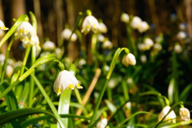Gün batımı çiçeklenme kar tanesi çiçek göl vernum bahar