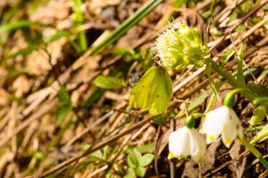 Yeşil kelebek çiçek nektarı emme