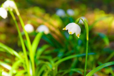 Gün batımı çiçeklenme kar tanesi çiçek göl vernum bahar