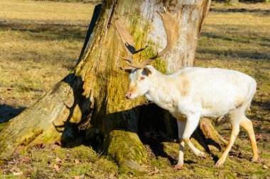 Gün batımında doğada beyaz alageyik sürüsü. Kötü durumda olan tek alageyik. Latince Adı - Dama dama. Nadir albino alageyik.